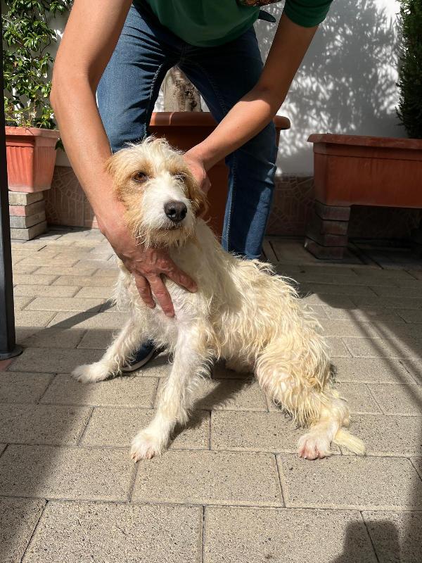 PIMPA CAGNOLINA METICCIA Foto 4